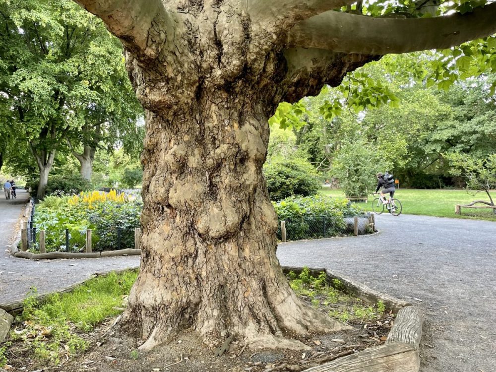 Suosikkiniplataanini Wilmerdorfin keskuspuistossa. Avoimen datan mukaan tämä puu (platanus acerofolia) on istutettu vuonna 1908.